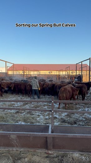 Hard to believe we are just a little over two months until these “calves” sell as yearlings in our Performance Bull Sale. We sort the 350 bulls into five different pens after weaning and continue to resort several times based on ADG and current weight. We do this because our sale and catalog run in lot order, and we take careful consideration to make sure our offering stays consistent from front to back. We want you to be able to look at our catalog and know the gradual progression from Lot 1 to