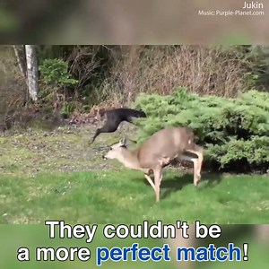 9.9K views · 121 reactions | This deer and dog are completely inseparable! | Daily Mail Australia | Facebook