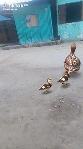 90K views · 2.6K reactions | Latera Ephrem on Reels | Facebook