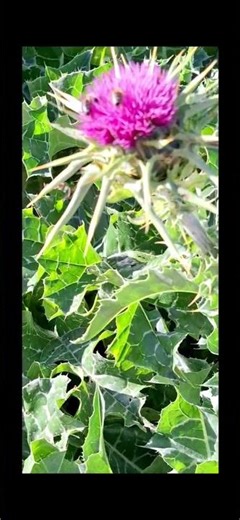 ‪@-earth.plants-animals‬ Silybum marianum,milk thistle,gjembgomari
