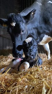 One of our older girls has calved her 7th calf, an AI bred heifer calf 💪🏻💪🏻 After six pedigree bulls in a row from this particular cow we were ecstatic to get a heifer 🤗 #calving25 #cowfamilies #britishfriesian #nextgen | Kilsunny Pedigree Herds