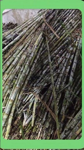 Granulated Sugar Production Process #sugarindustry #foodprocessing