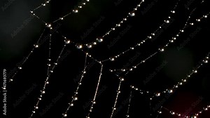 Spider web in macro photography. Creative. A thin spider web with dew droplets that stretches and shakes