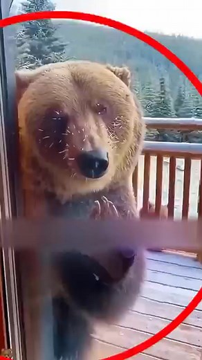 This man became best friends with a bear | weird Animal Fact