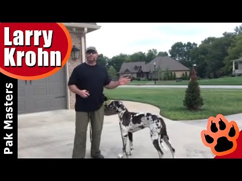 E Collar / Remote Collar Training / Best Results with Any Dog