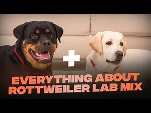 Rottweiler Lab Mix: Everything You Need To KNow About This Mascular Breed
