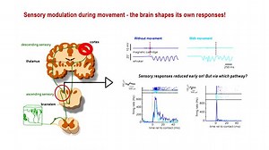How the Brain Shapes Its Own Input: Using Stateflow to Study Behavior