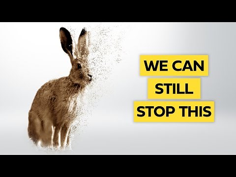 Why the sixth mass extinction is here. Now.