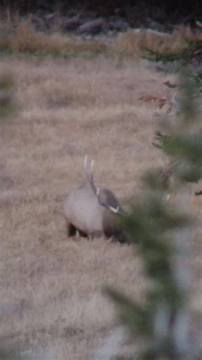 Swamp Adventure: Waiting for the Elk to Come Out