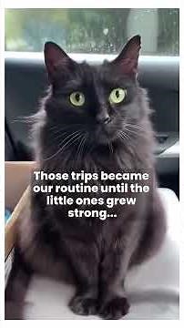 My Grieving Cat Adopted Two Orphaned Babies