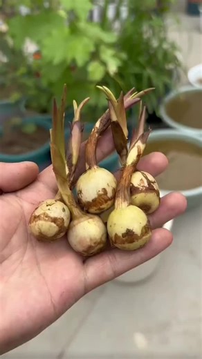 Growing and Harvesting Edible Mushrooms at Home