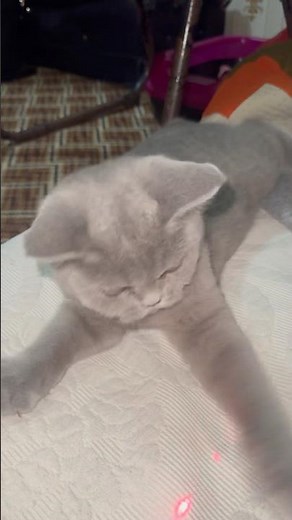 I Teased My Cat With Laser 😂 | Hilarious Reaction!”