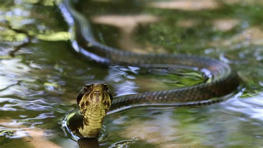 Cottonmouth Vs Water Moccasin: Are They the Same Snake?