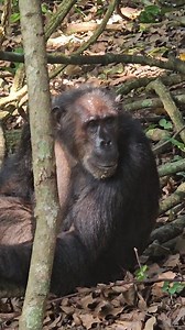 UTALII WA NDANI Katika hifadhi ya Taifa ya GOMBE Sokwe kuwaona live🦍🐒 #karissmtii #viralreelsシ #trend #GombeNationalPark #kigoma #nationalparks #tanzania #Gombe | Kariss Mtii