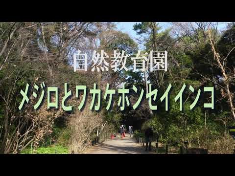 ワケケホンセイインコ 自然教育園