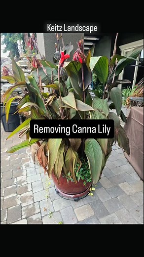 ✨ Canna Lily Winter Prep  Today’s project was lifting a mature...