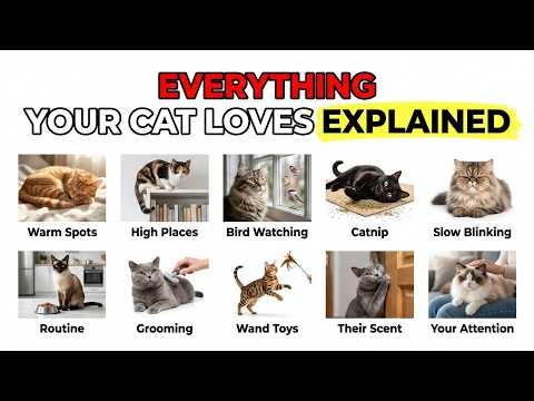 Everything Your Cat Loves Explained in 10 Minutes