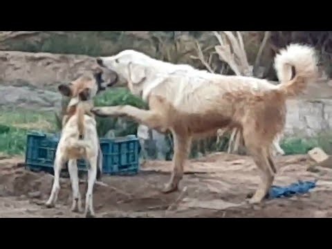 Arabian dog mating season and their rare behaviors