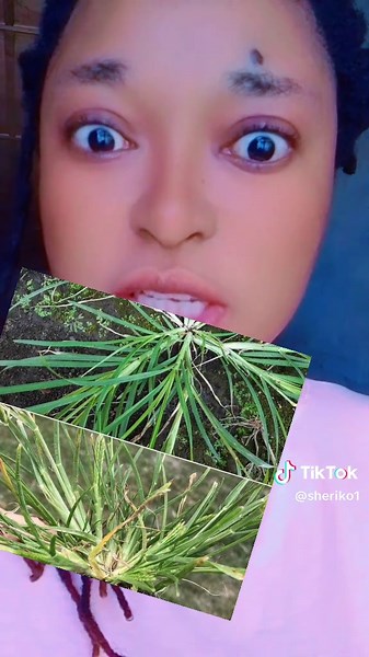 Powerful Herbal Remedy: How to Use Goose Grass for Pains