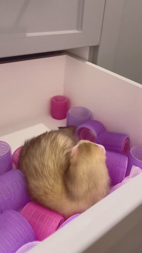 Moon & Nala on TikTok