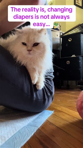Dipaer changing kitties can be dangerous work! #diaperchange #cat #cattok #paralyzedcat #disabledcat #specialneedscat #badcat #catbite #meancat