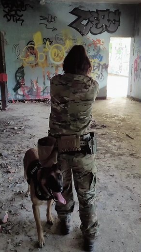 Chien Malinois en Action : Unité K9 Militaire