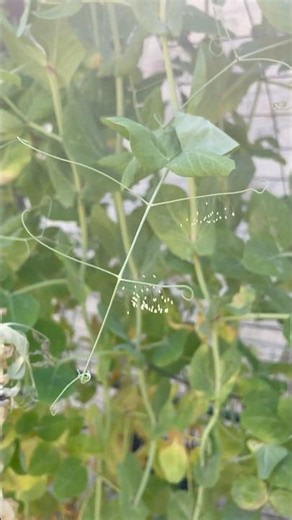 Don’t Remove These Garden Eggs! Beneficial Lacewings vs Aphids #gardening #organicgarden #peas