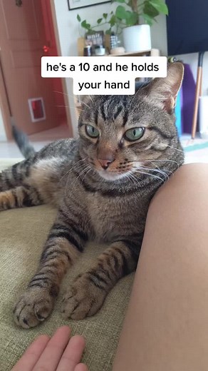 he's 1 in a million #cat #tabby #love #affectionatecat #paw #petsoftiktok #cutestcat #sweetpea