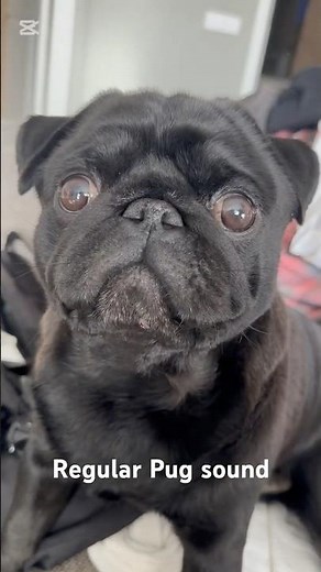 Pug Talking Time 🐾 | Funny Pug Sounds! #shorts