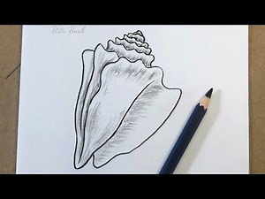 How to Draw a Sea Shell Step by Step | Pencil Drawing