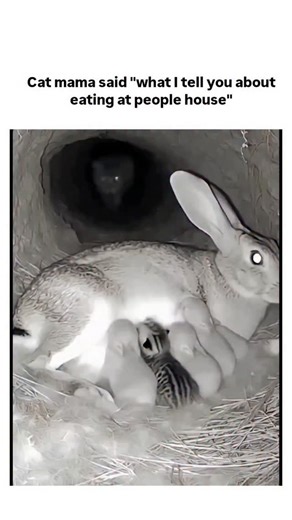 Thetrandinglab.48 on Instagram: "This post features a 10-second night-vision video of a mother rabbit protectively confronting a peeking cat near her burrow with kits, captioned humorously as the cat scolding the rabbit for "eating at people's house," despite the mismatch, driving 156,000 views and 5,500 likes in 24 hours. Replies heavily debate authenticity, with many labeling it "AI slop" or fake due to fluid yet uncanny animal interactions, reflecting 2025's surge in AI-generated animal video