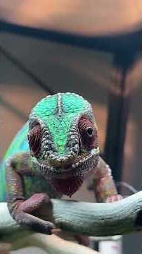POV you have 10 10 hunting skills 🪰•••••••••••••#pantherchameleon #chameleon #reptile