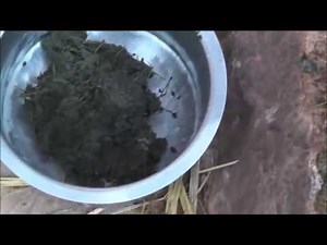Treatment for Mastitis in Cattle