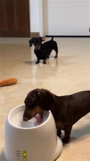 🎾 Keep your Dachshund entertained for hours! Meet the DachBall Automatic Tennis Ball Launcher – the ultimate playtime partner for your pup. 🐾 𝐎𝐑𝐃𝐄𝐑 𝐅𝐑𝐎𝐌 𝐇𝐄𝐑𝐄 👉👉 https://doxie.us/products/dachball-automatic-tennis-ball-launcher-for-dachshunds ----------------------------------------- - - - - #Dachshund #DachshundLife #DachshundLove #DachshundStyle #DachshundNation #DachshundWorld #DogFashion #DogApparel #DogCostume #PuppyStyle #DogOutfit #DogClothes #DogLife #DogLovers #PupFashio