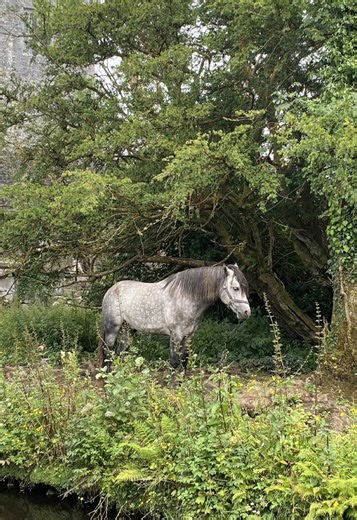 Celebrating Celtic Heritage: Love for Wales, Scotland, and Ireland