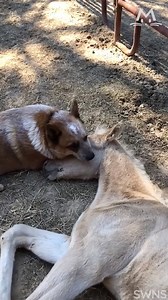 236K views · 466 reactions | This rescue dog is best buddies with an orphaned baby horse... I'm not crying, you're crying!  Credit: SWNS | Meow! | Facebook