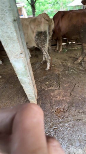 Letonge beres gek budal tebas ndan 🤸‍♂️@𝗞𝗕𝗕𝗠 #KBBM #masiyun #LKJ #TORA