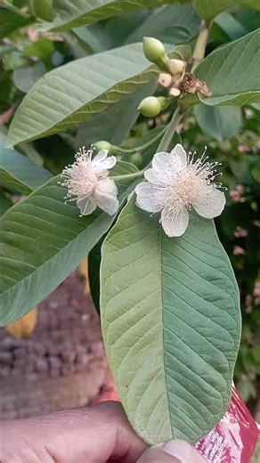 Guava season started #flowers #nature #gardening