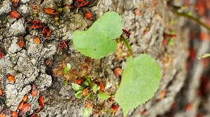 Video of a firebug's life on earth in search of food and water. Beetles actively crawl on the ground in search of food.