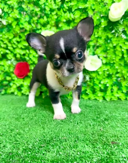 Micro Teacup Chihuahua Male Available for Adoption