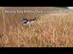 Killdeer chicks just hours after they were hatched
