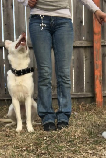 Training Your Dog to Focus Despite Distractions