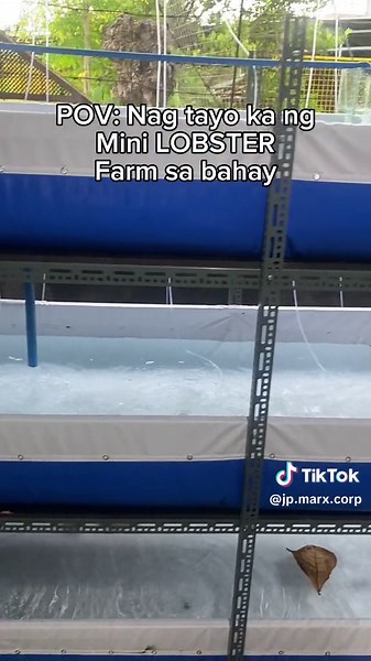 Crayfish Farming in the Philippines: A Home Business Guide