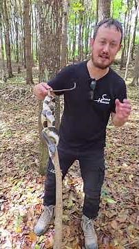 Malayan krait