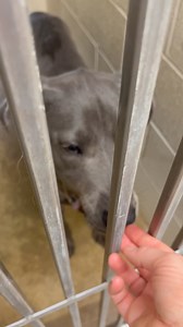 This handsome boy is a silver lab and looking for a forever home. Could that be with you? If so call the shelter at 301-932-1713. | Second Hope Rescue