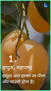 17K views · 181 reactions | भारत में गर्मियों में तरह-तरह के आम आते हैं, तो आइए जानते हैं कि कैसे पहचानें अलग-अलग तरह के आम? #mango #mangoseason #summer #fruit #JuicyFruit | The Better India - Hindi | Facebook