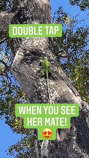 Lizards need love too! | James Bullard