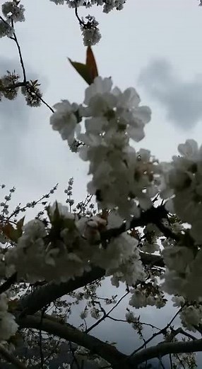 Stunning Cherry Blossom Trees in Full Bloom