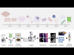 Introduction to Biomedical Imaging 2024