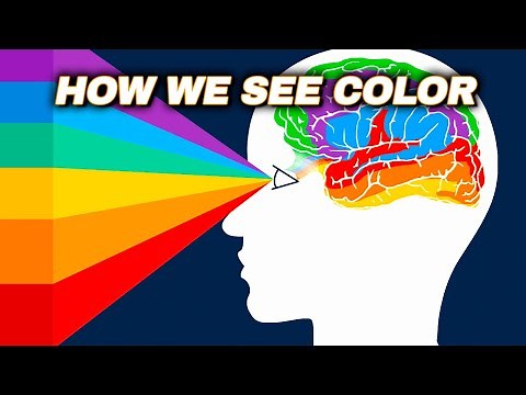 How Our Brains Process Color — Intresting Biology